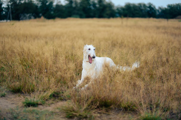 Fototapeta premium Russian greyhounds in nature, autumn dog walk