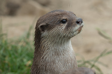Head shot of an Asian small claed otter (amblonyx cinerea) standing up