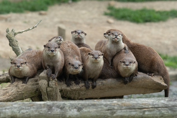 Portrait of a family of Asian small clawed otters (amblonyx cinerea) sitting on a log together and...