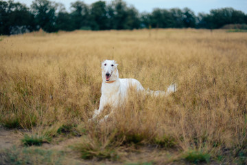 Russian greyhounds in nature, autumn dog walk