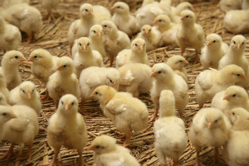 Poultry in stable. Chicklets. Netherlands