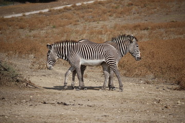 Fototapeta na wymiar zebras duo
