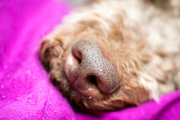 Brown dog nose macro portrait lagotto romagnolo fifty megapixels high quality