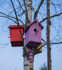 red, pink and yellow birdhouses mounted on a birch tree