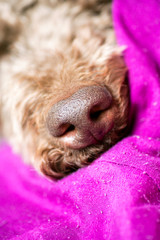 Brown dog nose macro portrait lagotto romagnolo fifty megapixels high quality