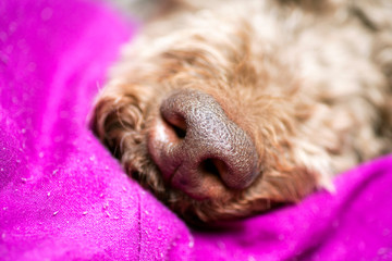 Brown dog nose macro portrait lagotto romagnolo fifty megapixels high quality