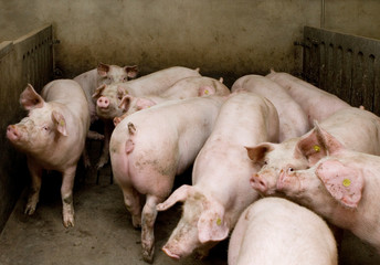Pigs in the stable. Netherlands