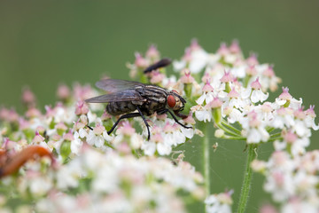 mouche damier sur fleur banche