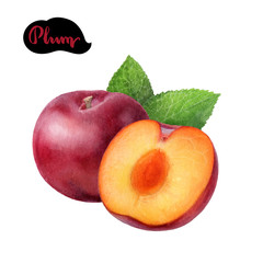 Plum fruit watercolor isolated on white background