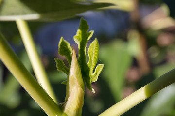 Figs on plant