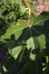 Fototapeta premium Figs on plant