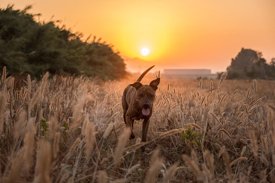 Big dog with short and smooth coat running free on wild meadow with tall grass during beautiful red and orange sunset