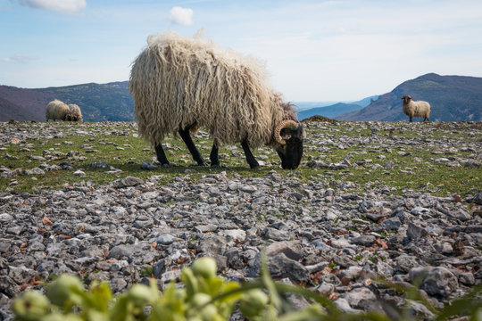 Flock of mountain fluffy sheep grazing and eating grass in green meadow