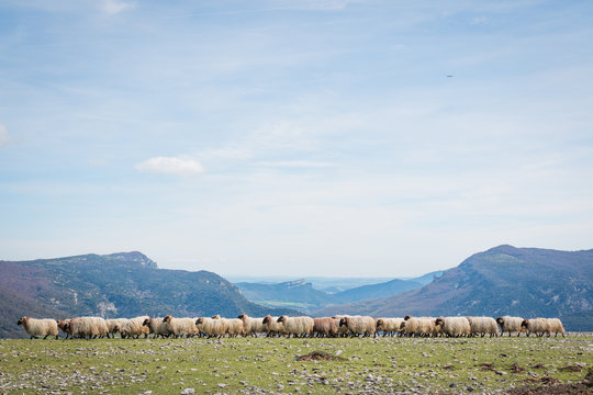 Flock of mountain fluffy sheep grazing and eating grass in green meadow