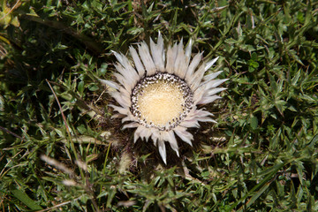 fleur de chardon dans les pyrenees montagne