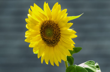 Young Sunflower on a bright sunny day