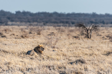 Impression of a Male Lion -Panthera leo- resting on the plains of Etosha national park, Namibia. Catching the early morning sun
