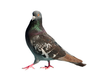 a pigeon isolated poto