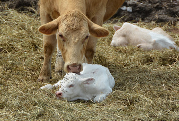 Charolais cow with twin calves