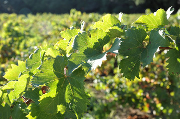 feuilles de vignes vertes