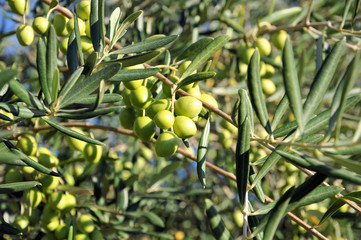 Olives vertes sur un olivier