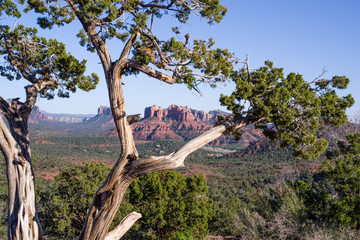 Colourful valley with red rock formations seen from a forked trunk of a tree with green top. This illuminated by low afternoon sun - spring idyll near Sedona, Arizona