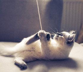 kitten playing © Jolyon Rogers