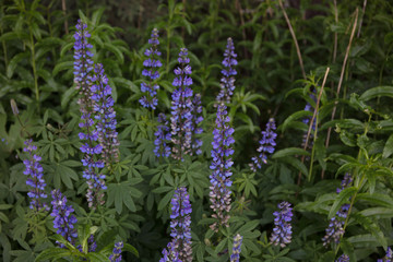 Wild lupine