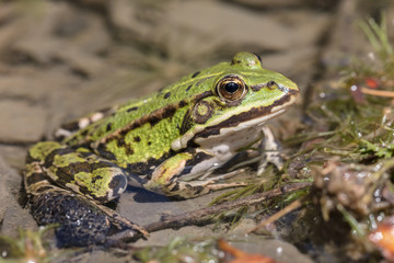 edible frog (Pelophylax esculentus) sitting at the shore of a small pond