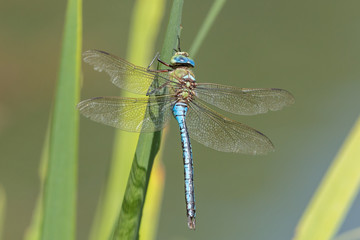 Emperor dragonfly (Anax imperator) resting on a leaf