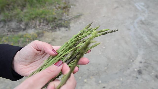 Girl showing freshly picked young shoots of Black bryony, edible parts, close up. Fresh Dioscorea communis, Black bindweed or lady's-seal growing in forest. Tamus communis is perennial vine plant. 