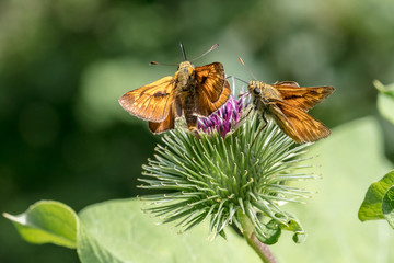 Large skipper butterflies (Ochlodes sylvanus) on a thistle blossom