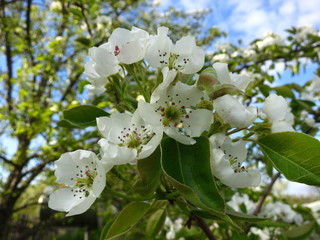 Apple tree blossoms against the blue sky