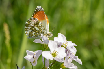 Male Orange Tip Butterfly (Anthocharis cardamines) sitting on the first spring blossoms