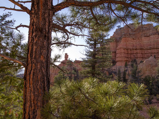 Spring afternoon in Red Canyon -colourful view of red rocks massive seen through  a natural frame made of of low sun illuminated pine trees