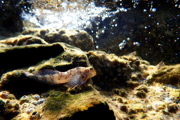 Aegean Combtooth blenny fish - Vicrolipophrys dalmatinus