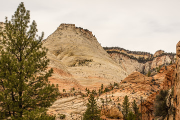 Checkerboard Mesa in Zion Nat. Park - Landscape view of a yellow/ ochre sandstone formation framed by green pine trees