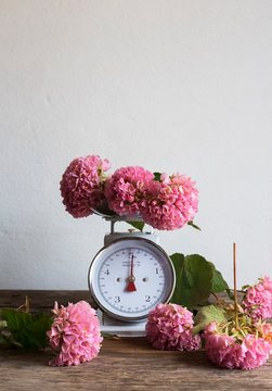 Bunch of beautiful pink flowers placed on weighing balance and wooden table against white wall