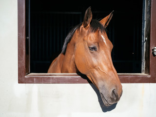 horse on black background