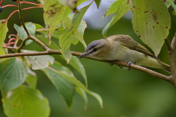 Red Eyed Vireo