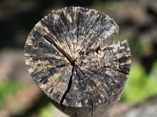 The butt of an old sawn tree with cracks in day