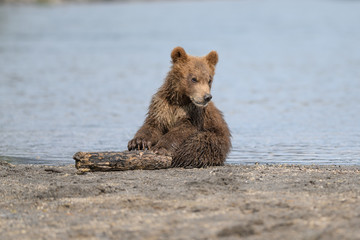 Ruling the landscape, brown bears of Kamchatka (Ursus arctos beringianus)