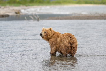 Ruling the landscape, brown bears of Kamchatka (Ursus arctos beringianus)