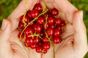 Freshly picked red currant in white woman's hands picked up during summer on the local farm of Ontario, Canada