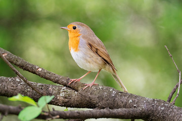 Robin on a branch
