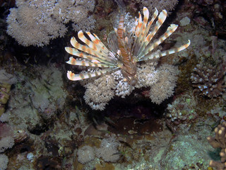 Naklejka na ściany i meble Common Lionfish (Pterois volitans) in the Red Sea