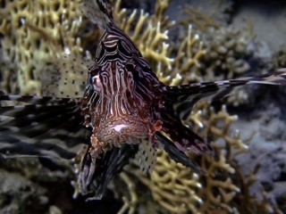 Common Lionfish (Pterois volitans) in the Red Sea