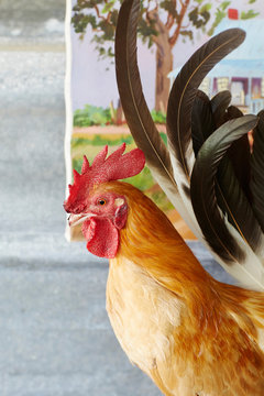 Close up of rooster