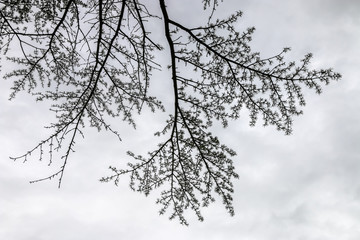landscape with lake and mountains