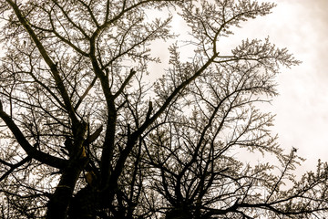 landscape with lake and mountains